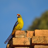take in the native bird life at Ormiston House